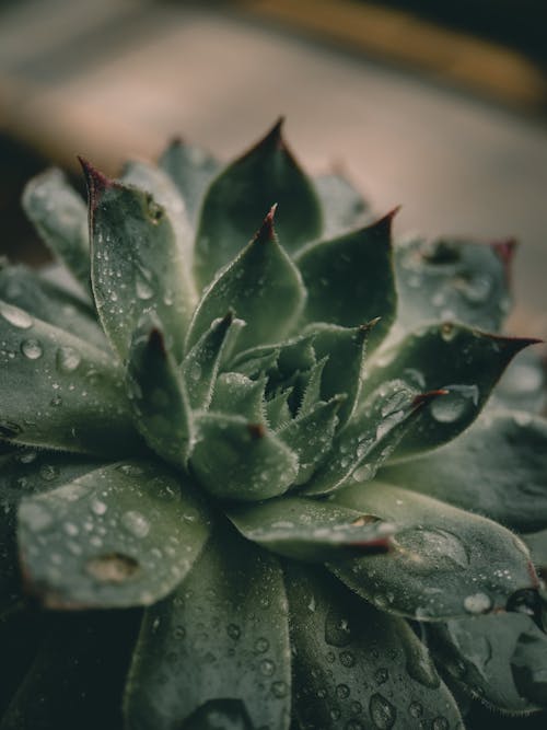 Close-up of a Wet Succulent 