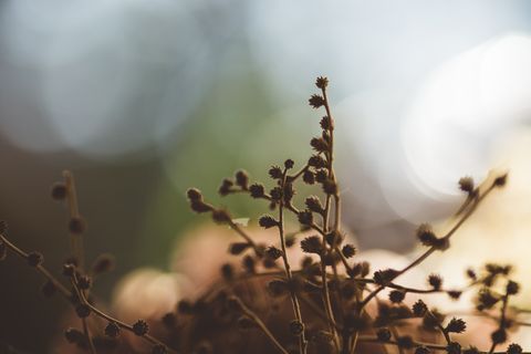 Artwork for From Chronic Pain to Purpose: Thomas Cataldo on the Healing Power of Acupuncture | Healing Horizons