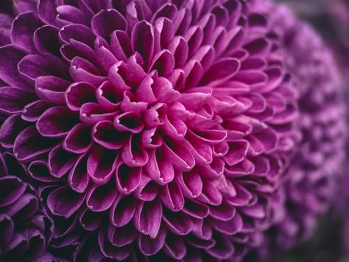 Free A detailed macro shot of a vibrant purple chrysanthemum flower, showcasing its petals. Stock Photo