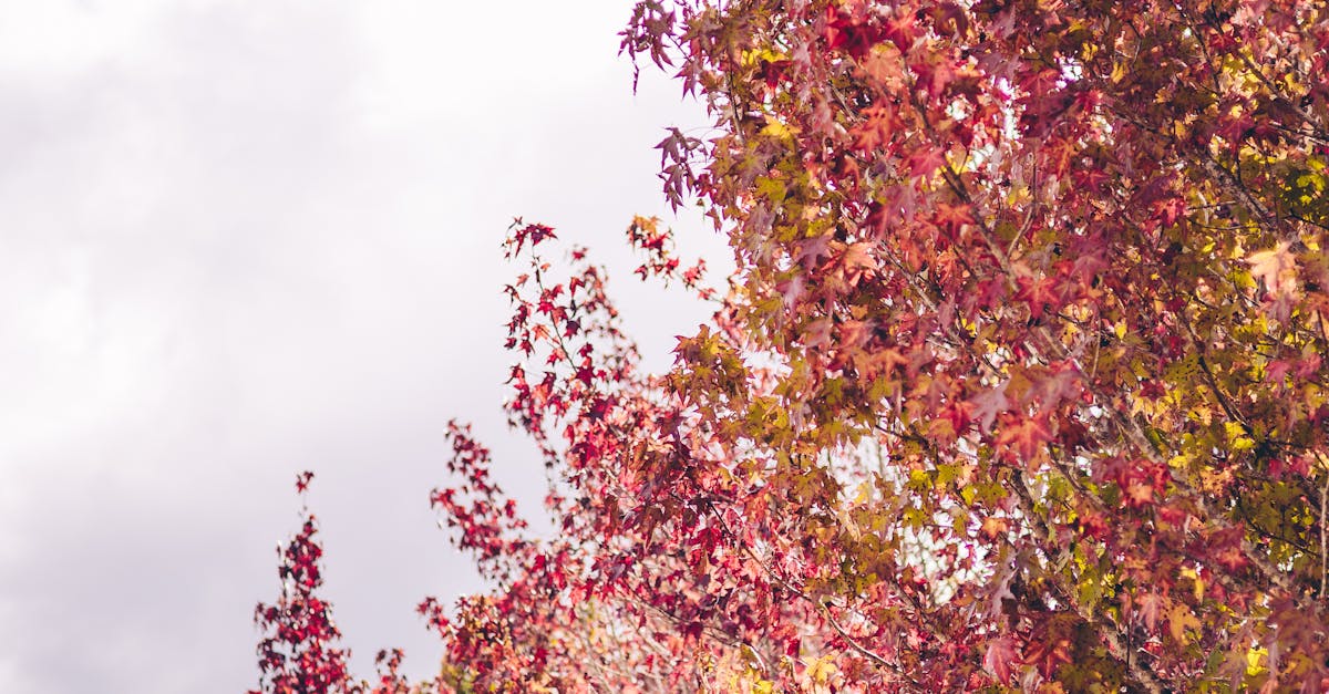 Photo of Treetops in Autumn · Free Stock Photo