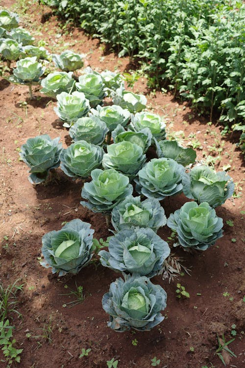 Agricultural Field with Cabbages 