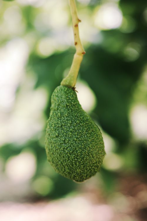 Free A detailed view of a green avocado hanging from a branch in natural light. Stock Photo