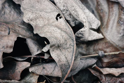 Close-up of Dry Leaves in Nature