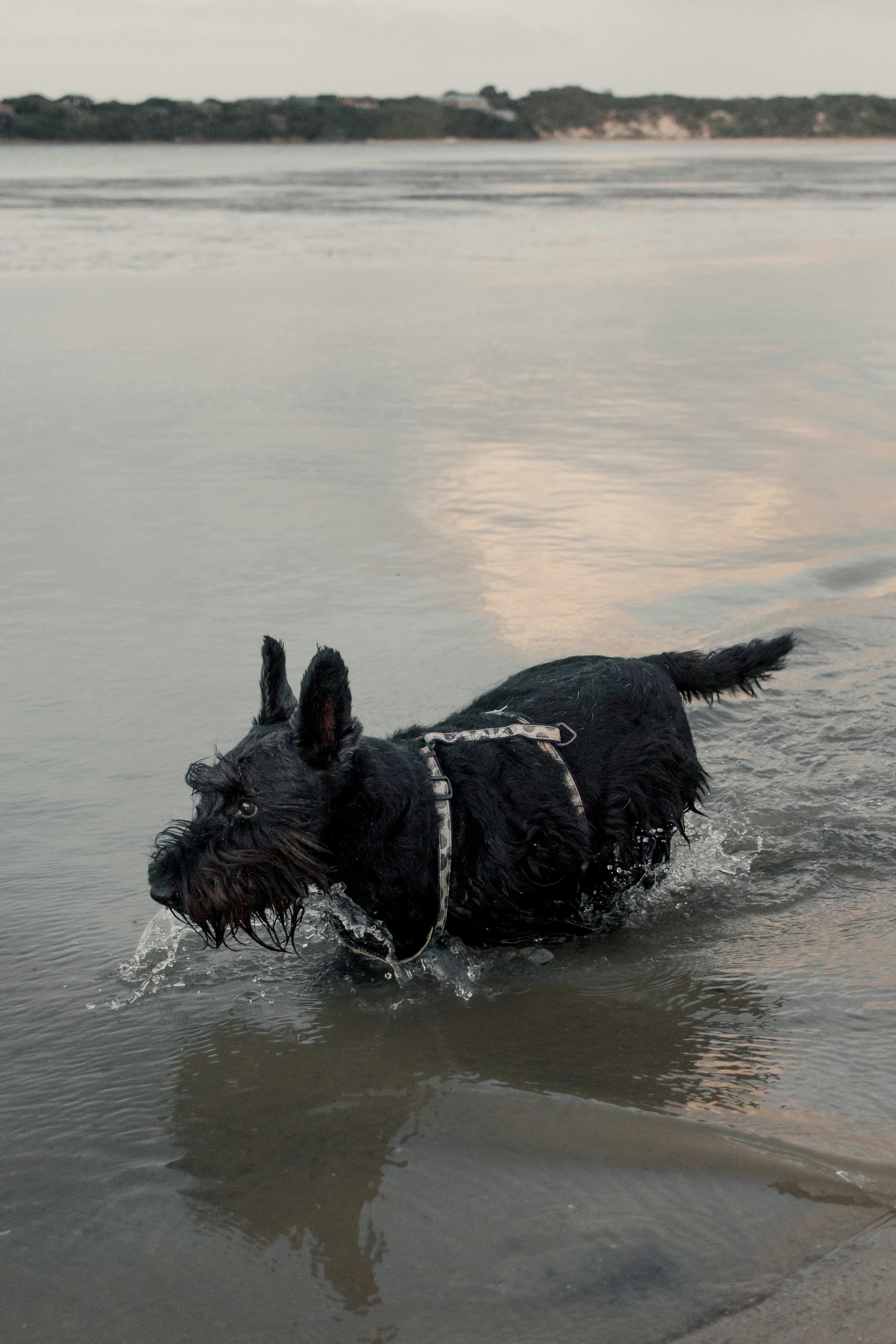 are portuguese water dogs free