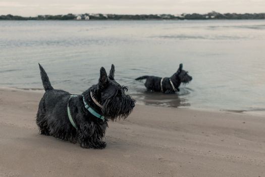 melbourne dog beach