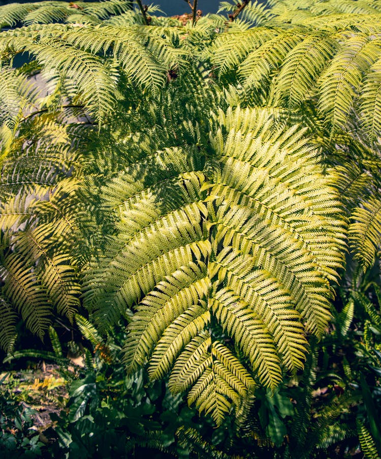 Green Ferns Growing Outdoors