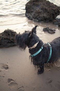 A Scottish Terrier stands on the sandy beach by the sea rocks, enjoying the sunset.