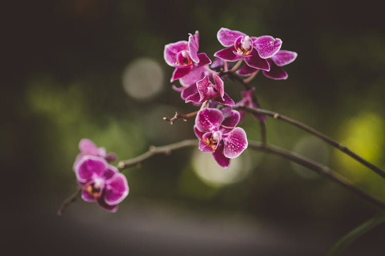 Close-up Of Purple Orchid Flowers 