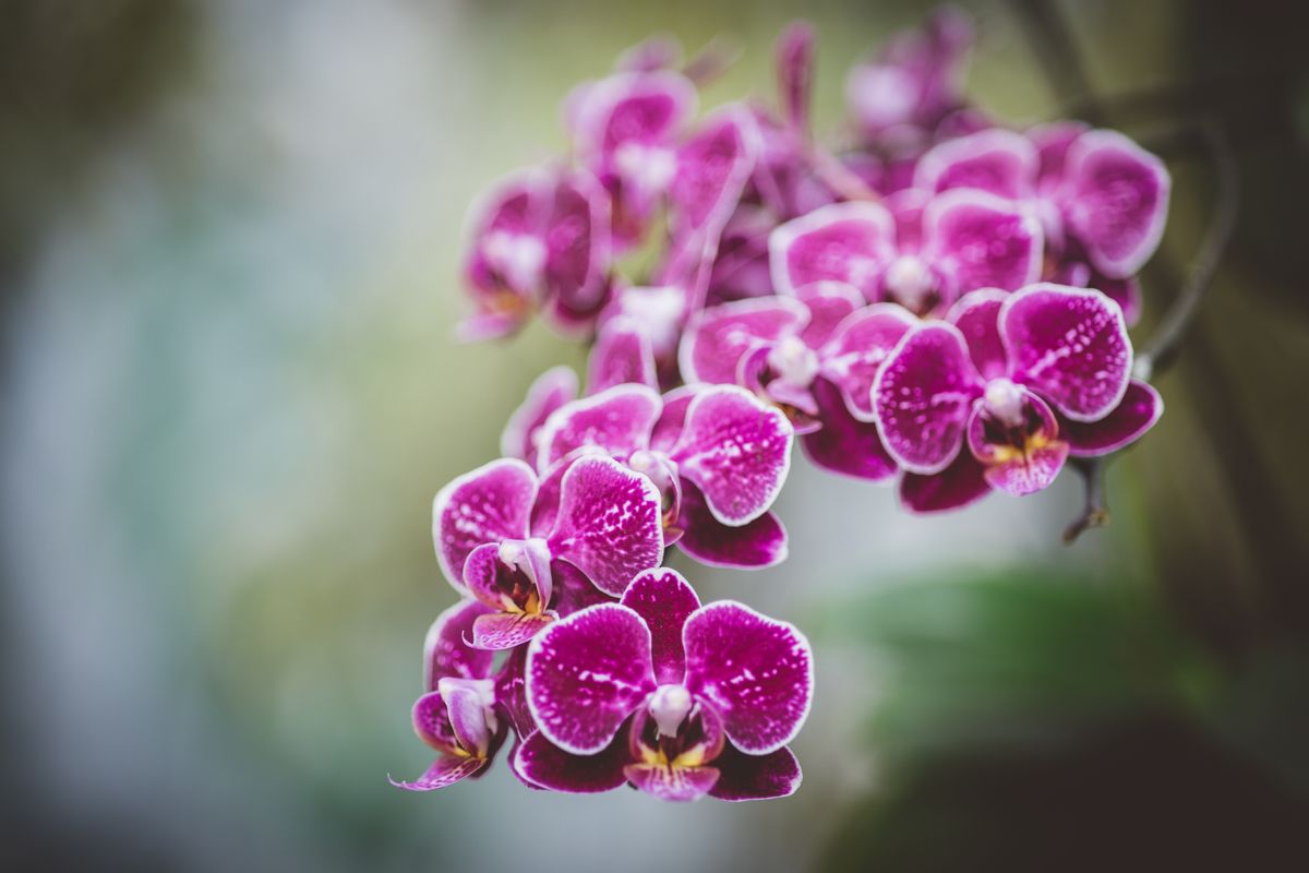 sphaigne pour orchidées - Comment utiliser la sphaigne pour orchidées au quotidien ?