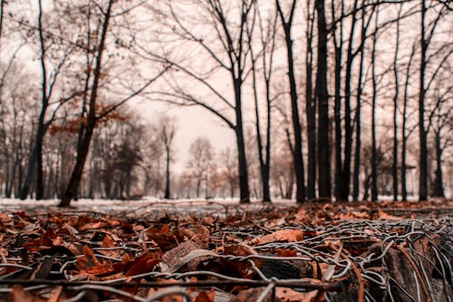 Selective Focus Photo of Withered Leaves on Ground