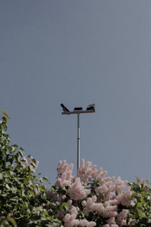 Flowers and Streetlight Post against the Sky 