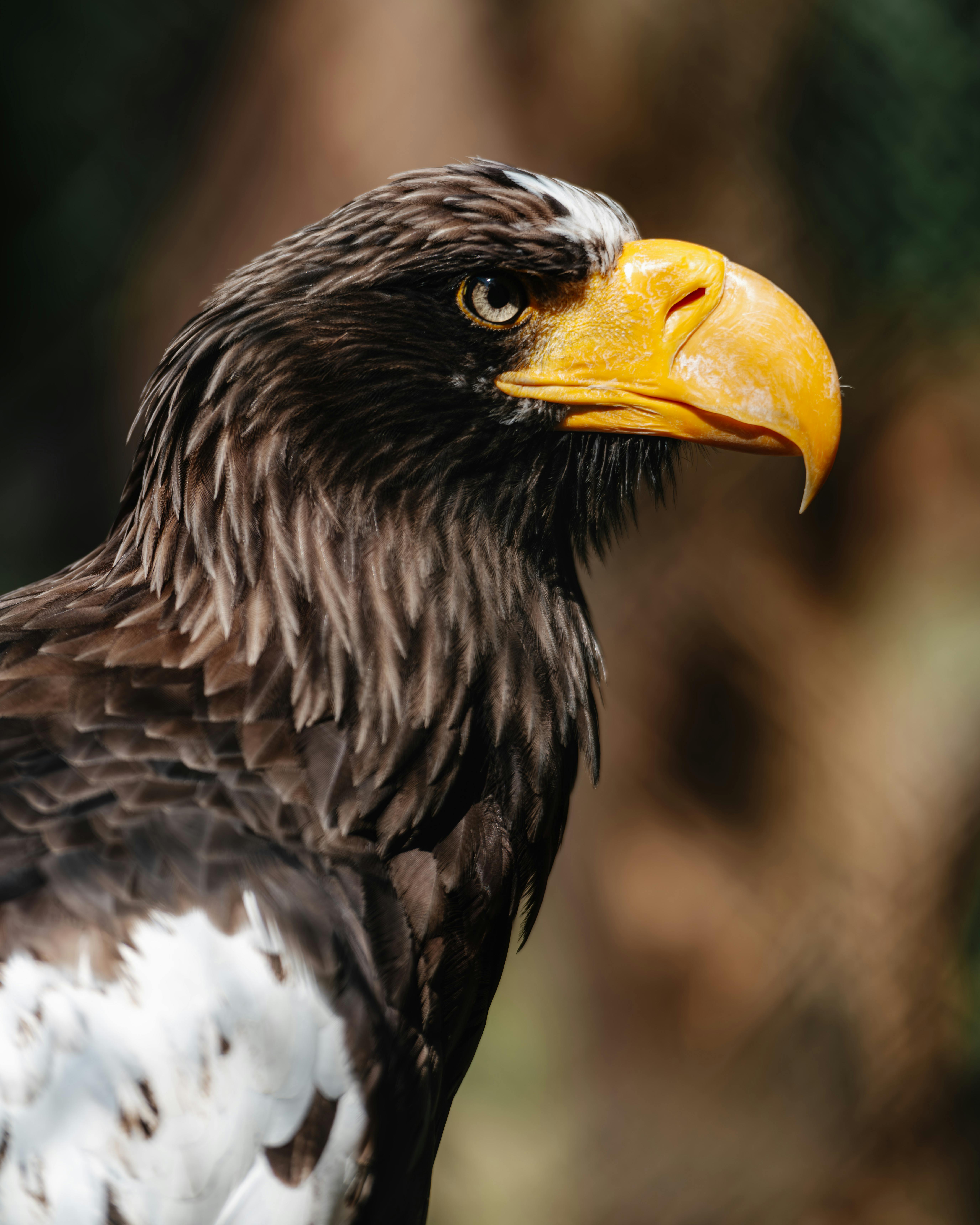 Detailed close-up of a majestic Steller's sea eagle with a vivid yellow beak.