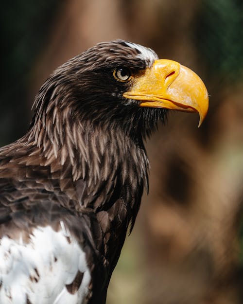 Close-up of a White-shouldered Eagle