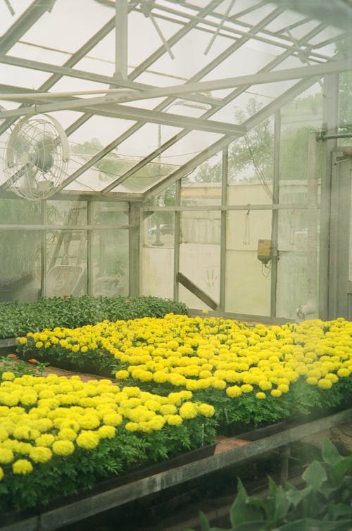 Table with Blooming Marigolds in Greenhouse