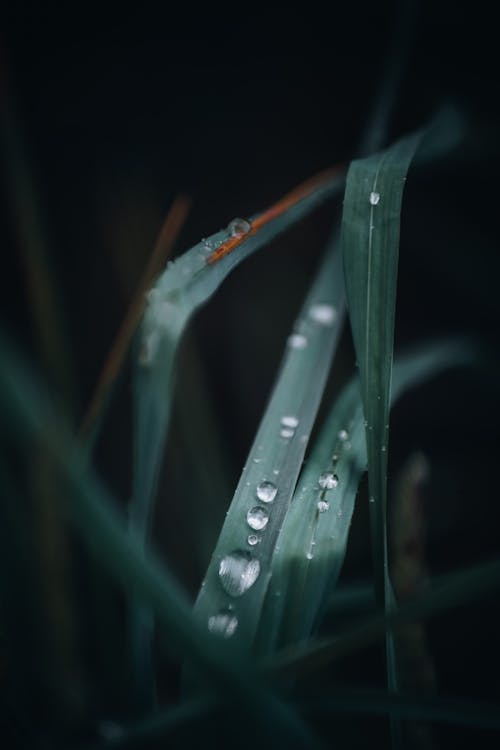 Close-up of Water Droplets on a Blade of Grass