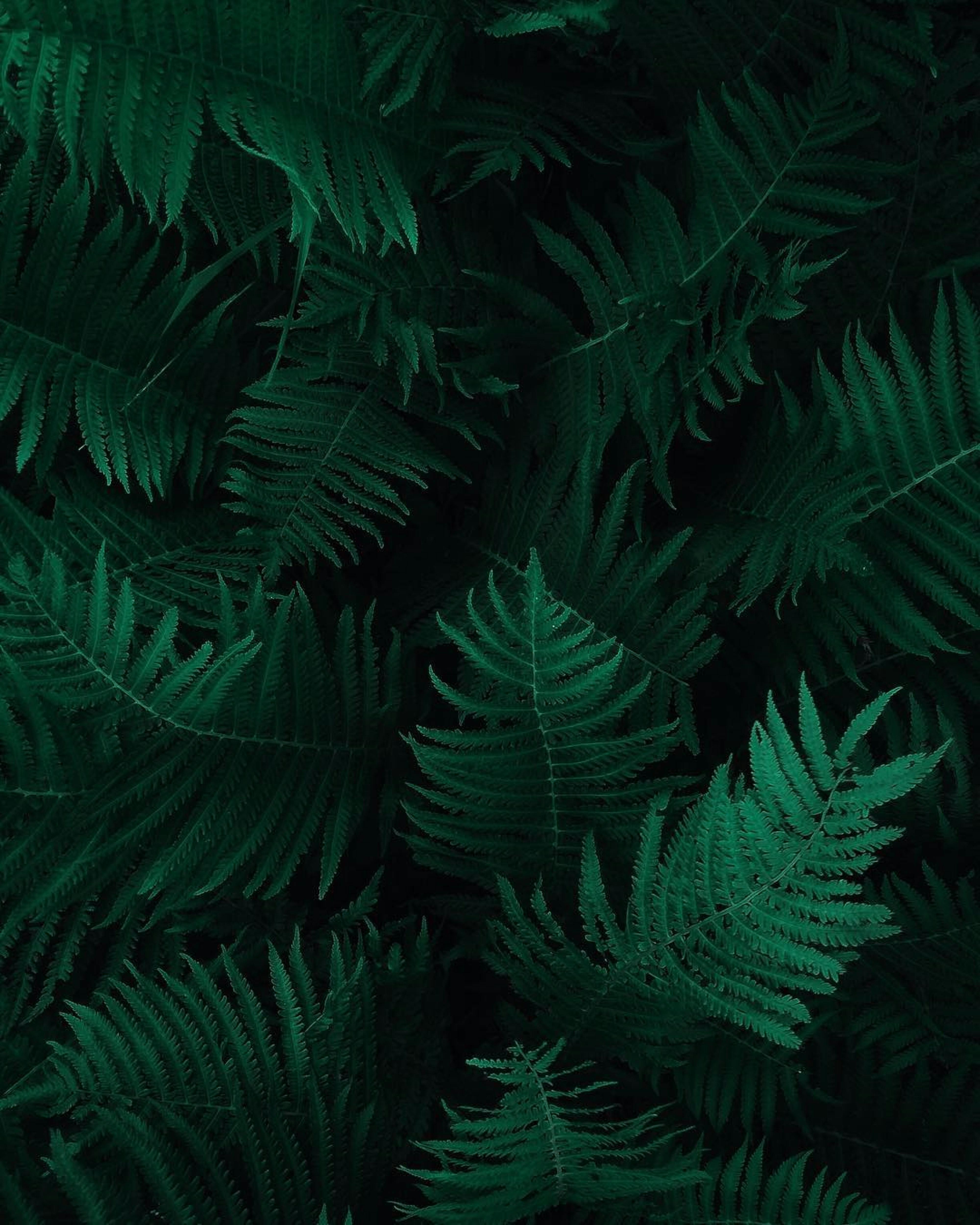 Stockfoto Dense dark green leaves in the garden Emerald green leaf  texture Nature abstract background Tropical forest Above view of dark  green leaves with natural pattern Tropical plant wallpaper Greenery   Adobe