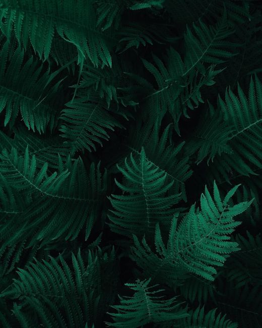A captivating close-up of rich emerald fern leaves showcasing nature's intricate patterns.