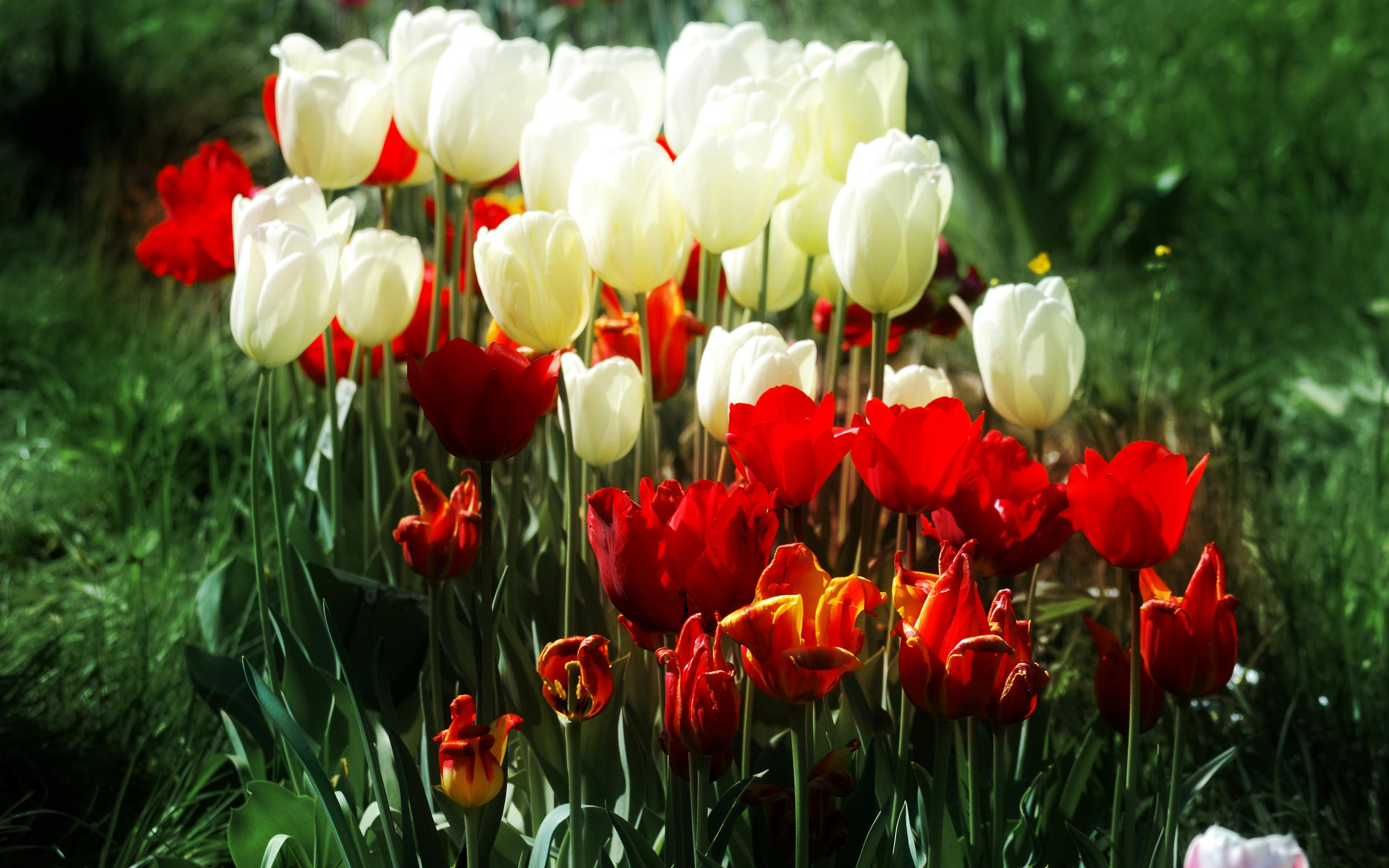 Gambar Siluet Bunga  Tulip  Gambar Terbaru HD