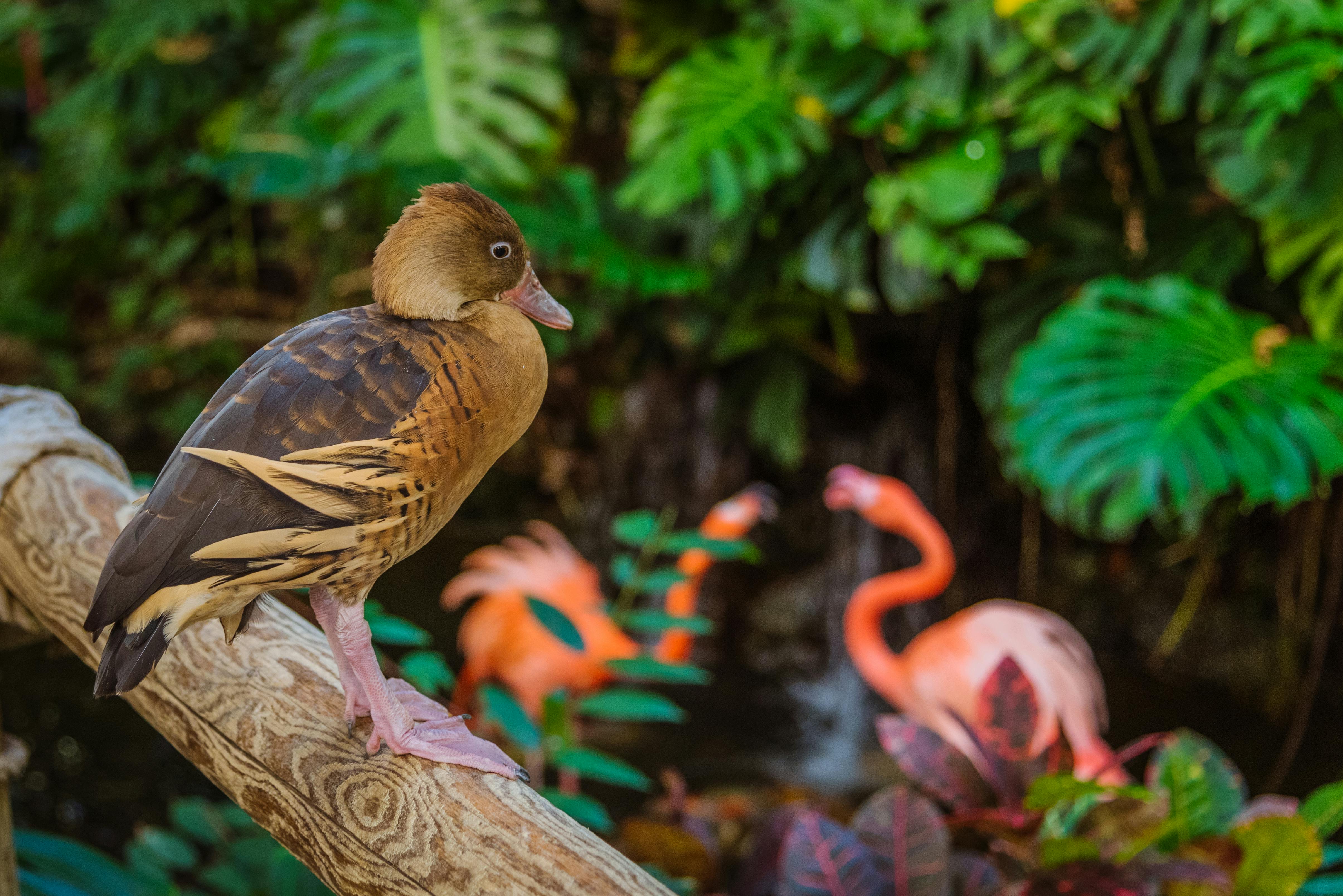 Foto Stok Gratis Tentang Bebek Dalam Ruangan Flamingo