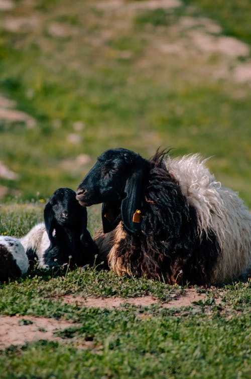 Goats Lying in a Field 