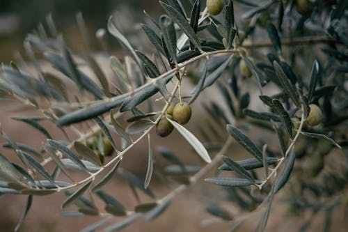 Green Olives on Tree