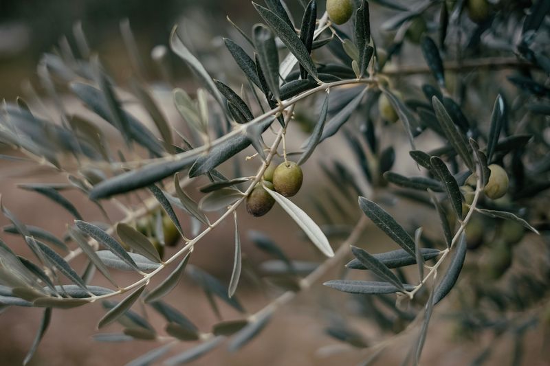 A single olive on a silvered branch — photo by Emre Gencer on Pexels