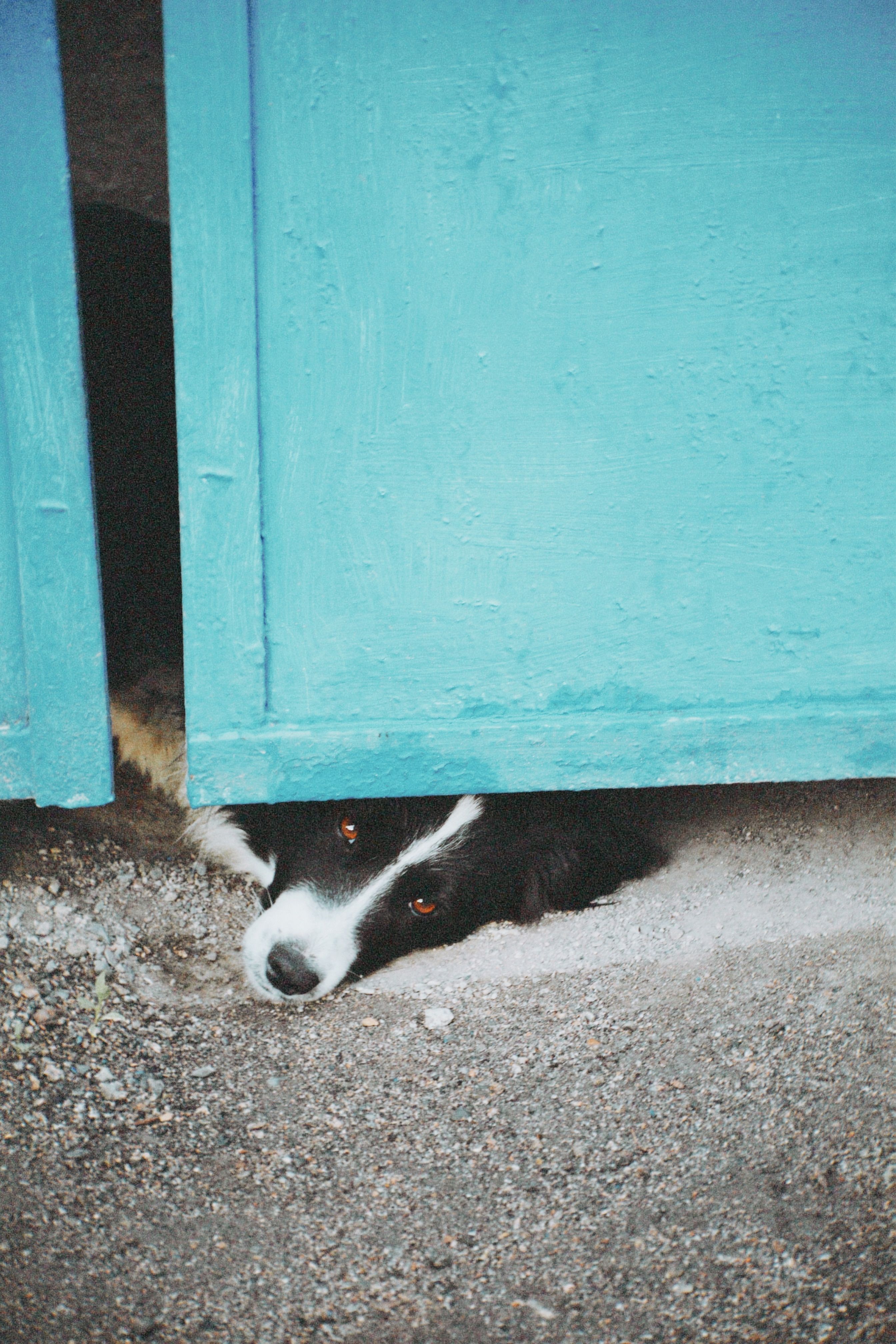 A Dog Lying on the Ground · Free Stock Photo