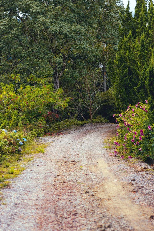 Foto d'estoc gratuïta de arbres, bosc, camí de carro