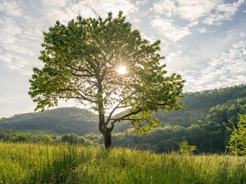 Free A single tree stands in a lush meadow with the sun shining through. Perfect for nature themes. Stock Photo