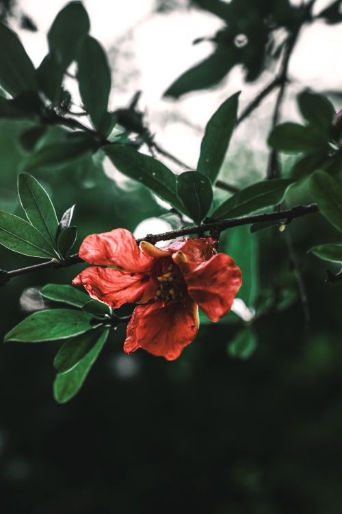 Free stock photo of flower, leave, macro Stock Photo