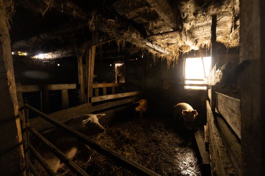 Interior of a rustic pigsty with pigs and natural light filtering in.