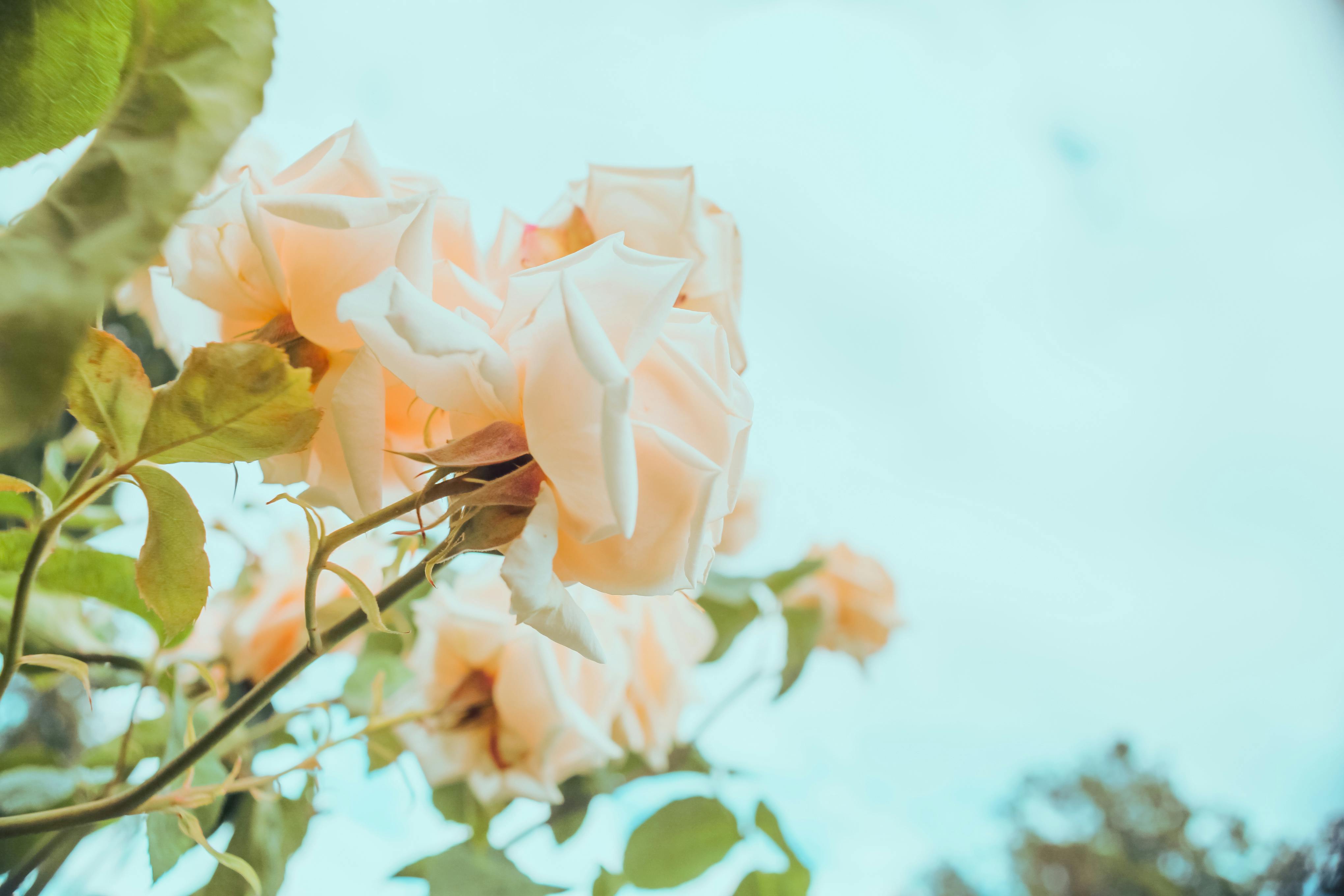 A close-up of pastel roses blooming against a bright sky, symbolizing tranquility.