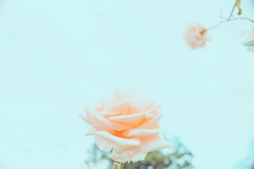 Free Rose In Bloom Stock Photo