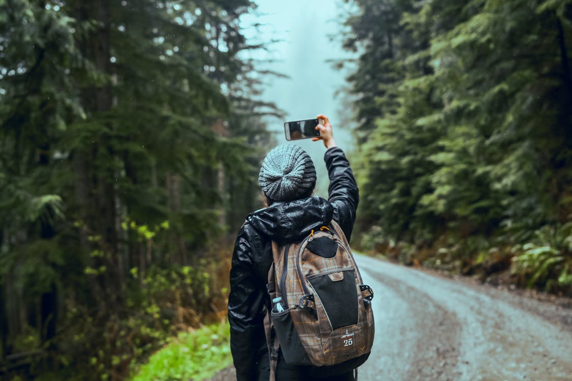 pexels photo 1687513 Free Person Taking Photo Of Pine Trees Stock Photo