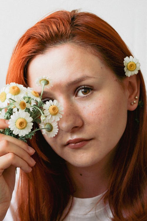 Fotobanka s bezplatnými fotkami na tému chamomiles, krásny, kvety