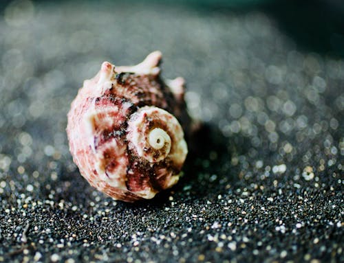grátis Foto De Close Up De Seashell Foto profissional