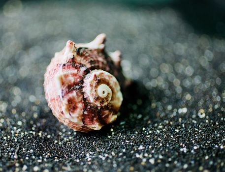 Close-up Photo of Seashell