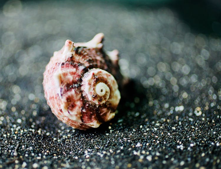 Close-up Photo Of Seashell