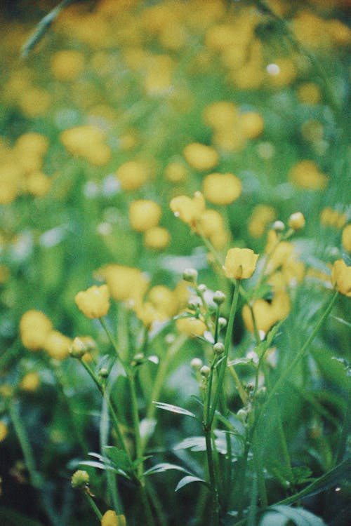 Free Close-up of a Meadow with Yellow Flowers Stock Photo