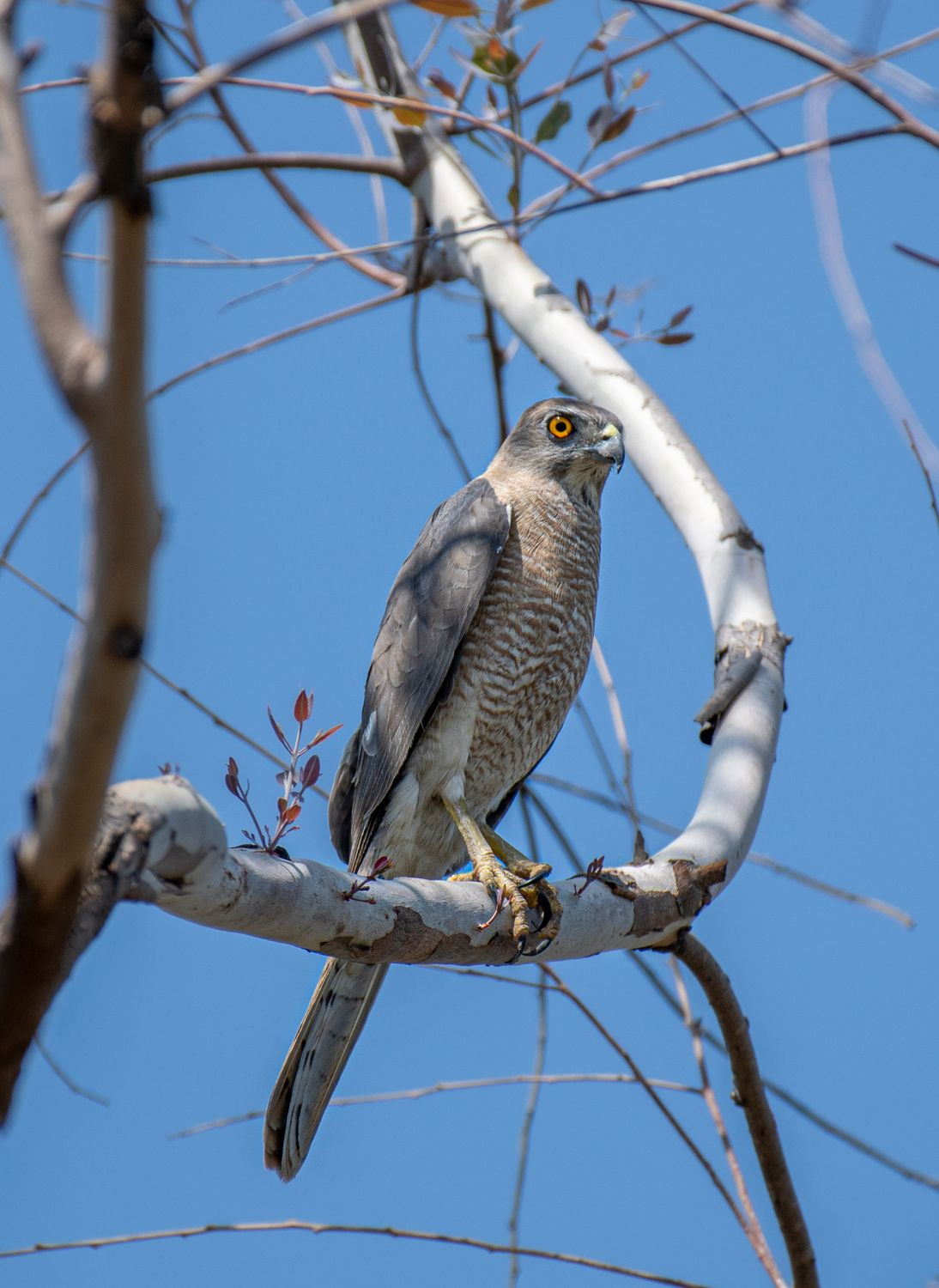 Close up of a Bird on a Tree Branch · Free Stock Photo