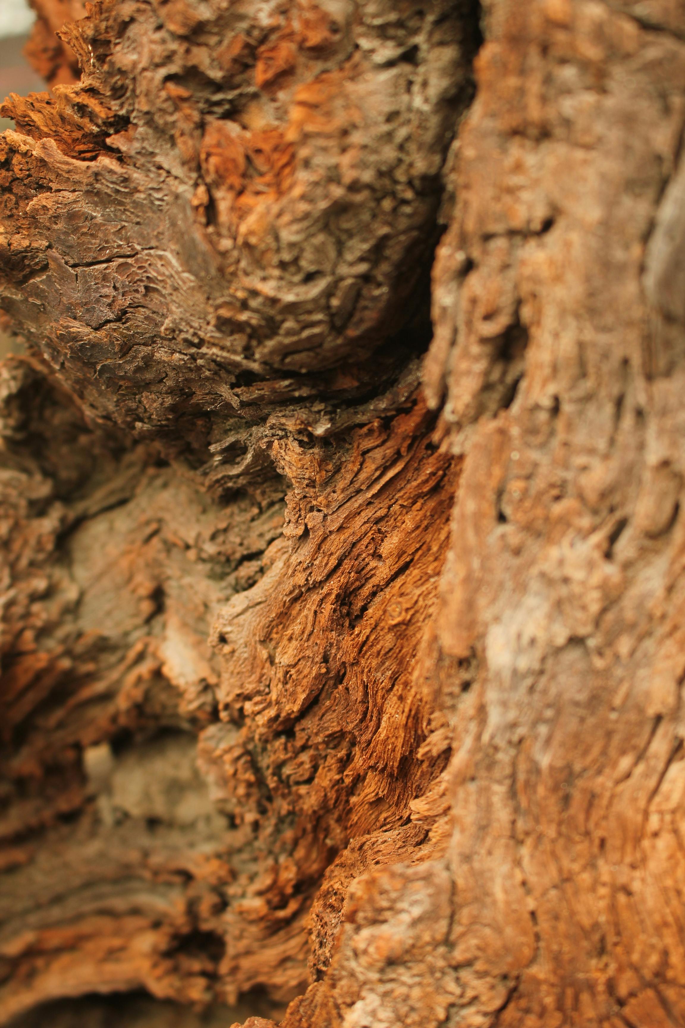 Closeup of a Green Tree Bark · Free Stock Photo