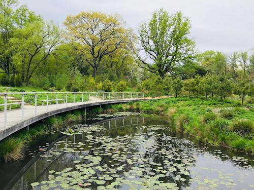 Free stock photo of botanical garden, botany, bridge