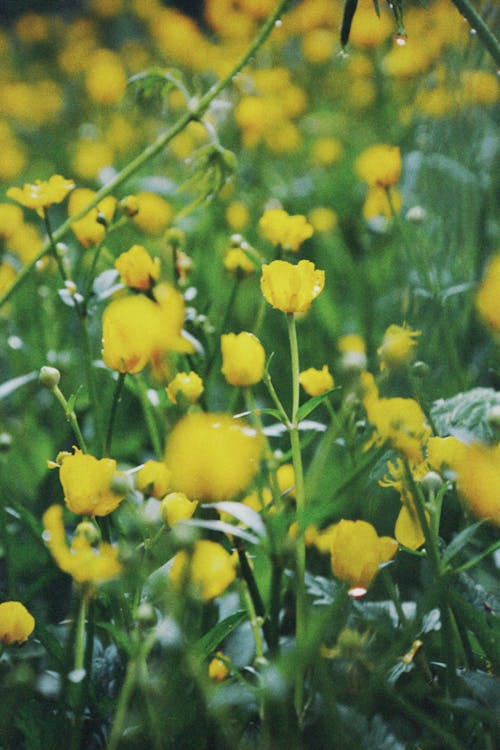 Close-up of Yellow Flowers on a Meadow 