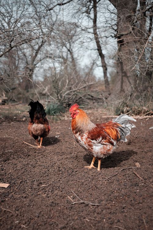 Free Two vibrant roosters on a farm, showcasing rural life and poultry nature. Stock Photo