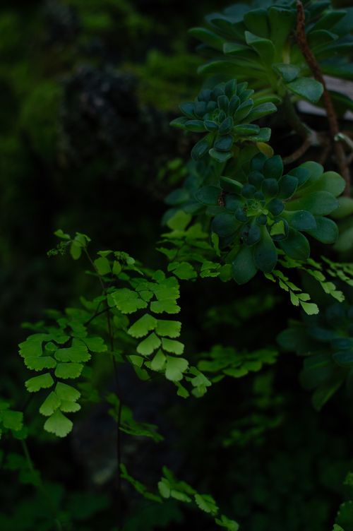 Free A close-up of lush green leaves under soft lighting in a Kyiv garden. Stock Photo