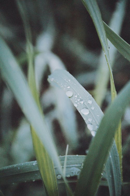 Fotobanka s bezplatnými fotkami na tému flóra, kvapky dažďa, kvapôčky vody