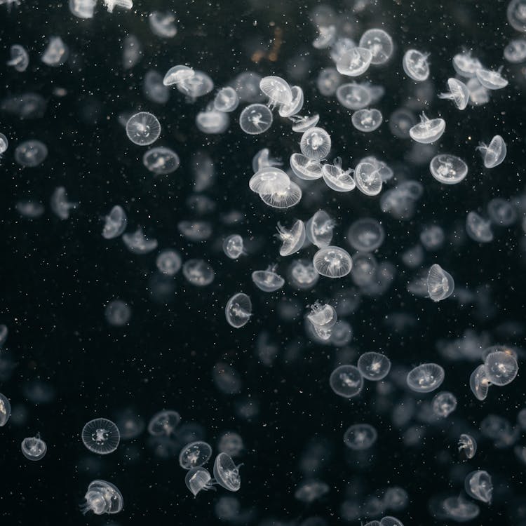 Close-Up Photo of Small Jellyfish