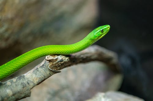 Kostenloses Stock Foto zu ast, exotisch, glatte grüne schlange