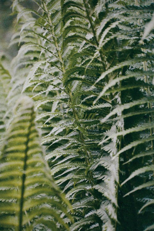 Close-up of Green Fern Leaves 