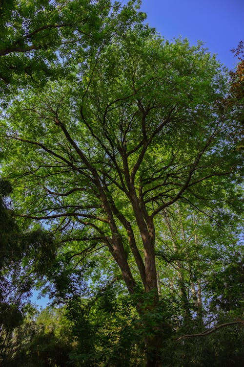 Imagine de stoc gratuită din arbori, arc, cer albastru